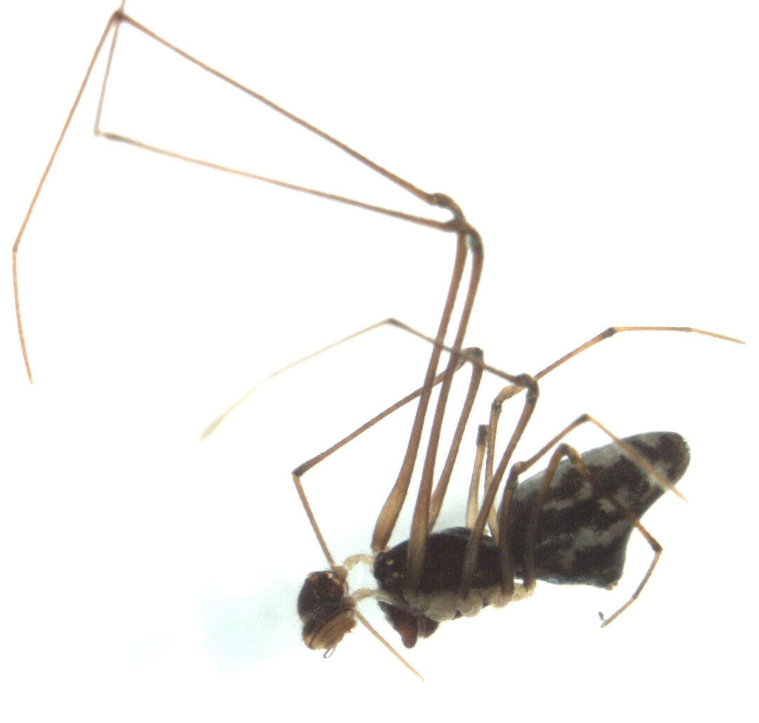 Imagem de Cyatholipidae