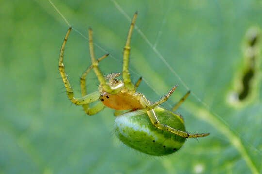 Image of Cucumber green spider