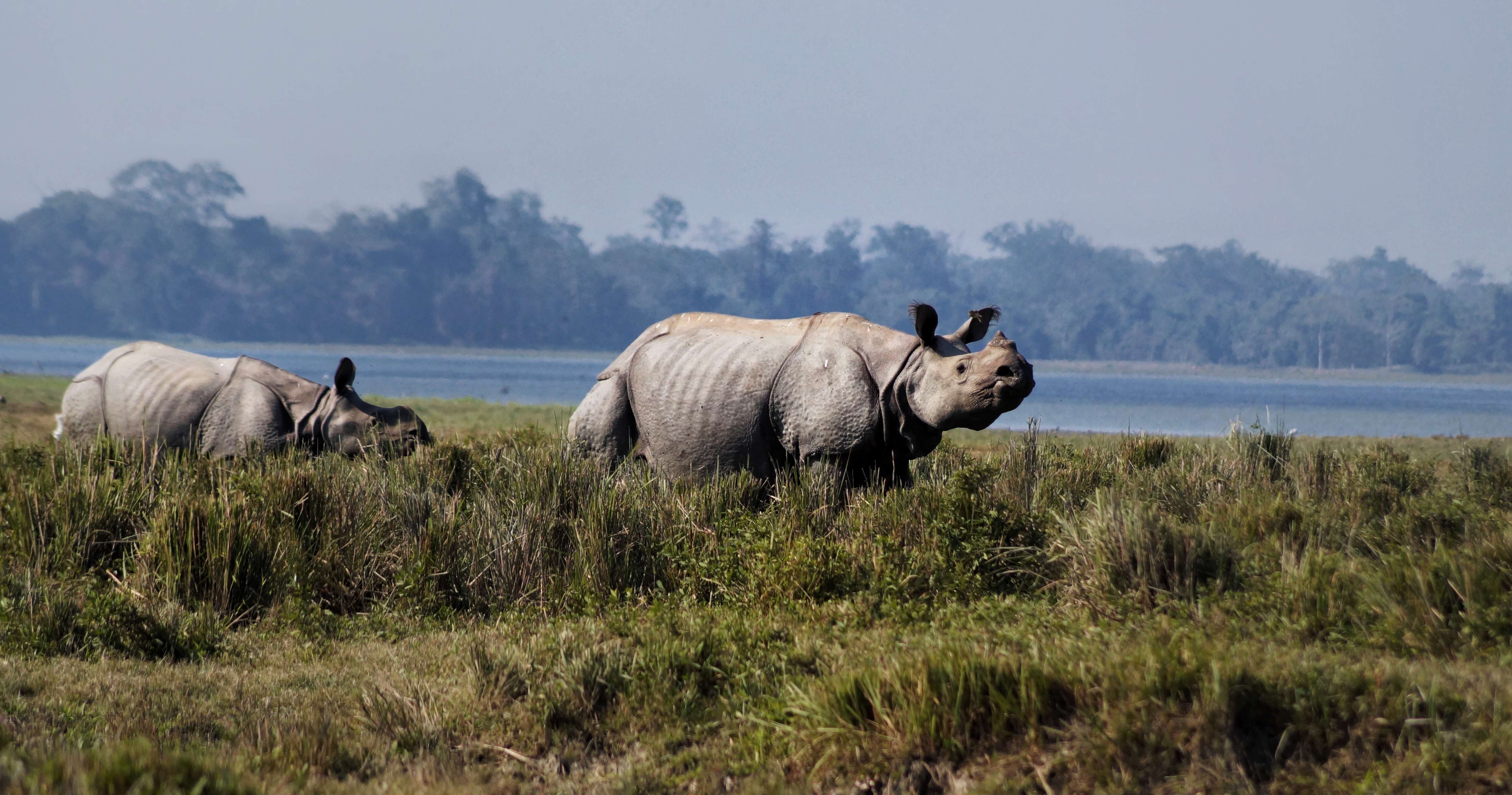 Image of Indian Rhinoceros