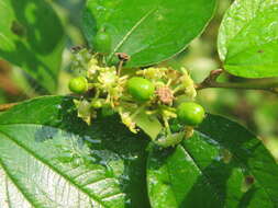 Image of Indian Jujube