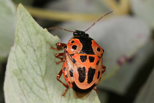 Image of Anchor Stink Bug