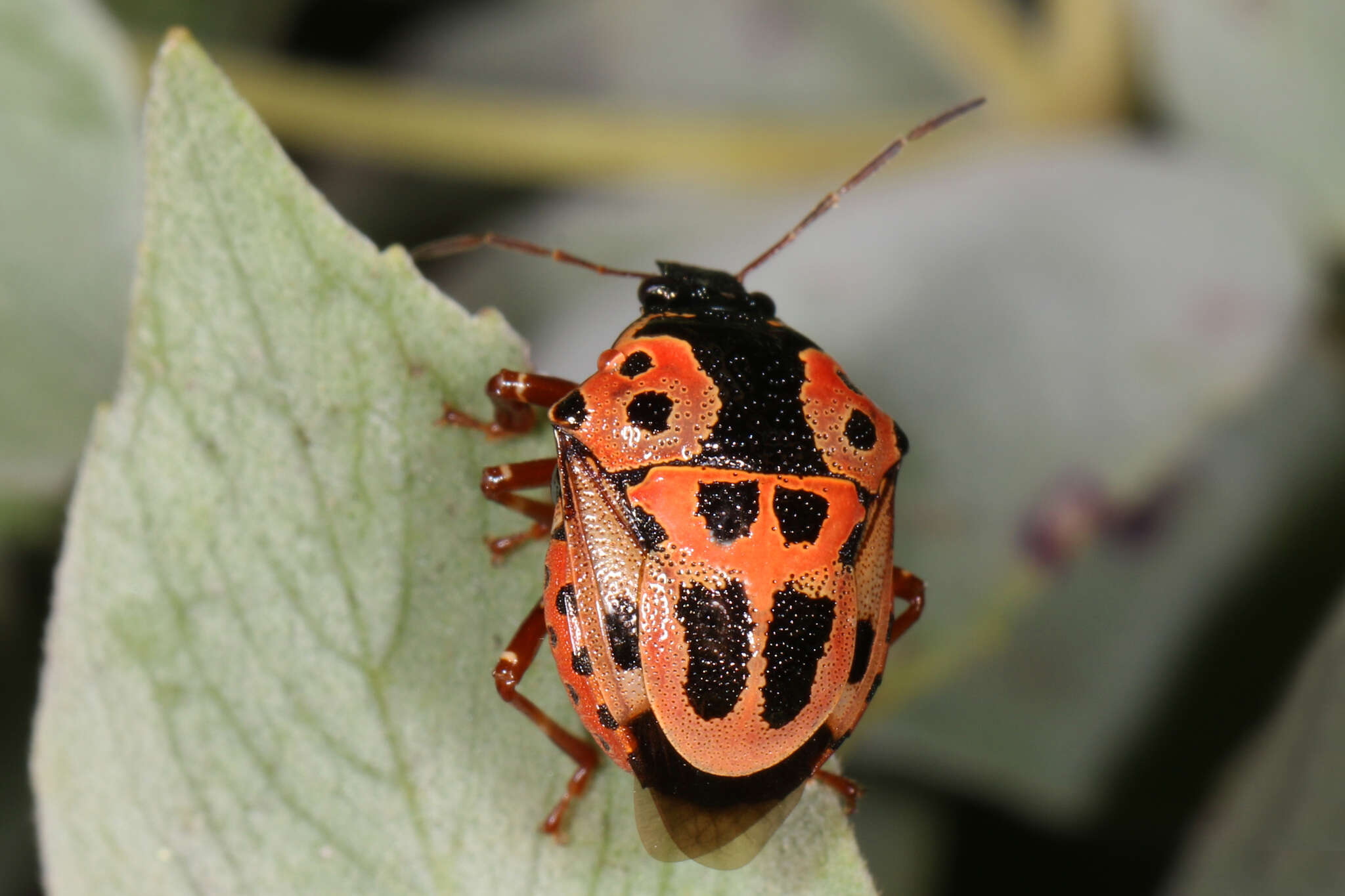 Image of Anchor Stink Bug