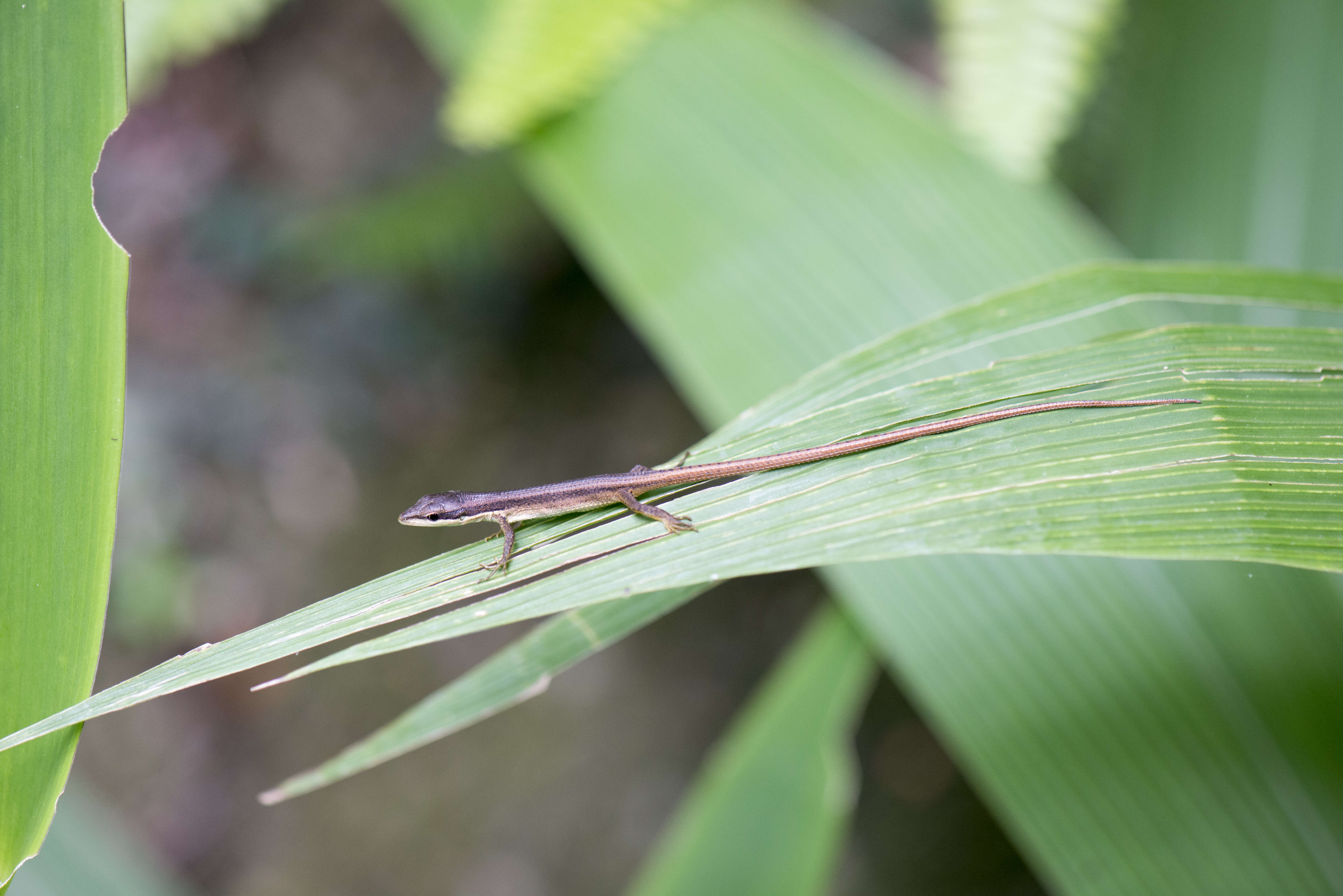 Image of Kuhne’s Grass Lizard