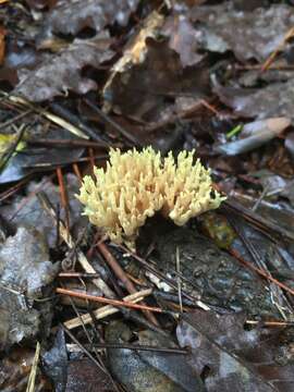 Ramaria stricta (Pers.) Quél. 1888 resmi