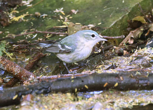 Image of Cerulean Warbler