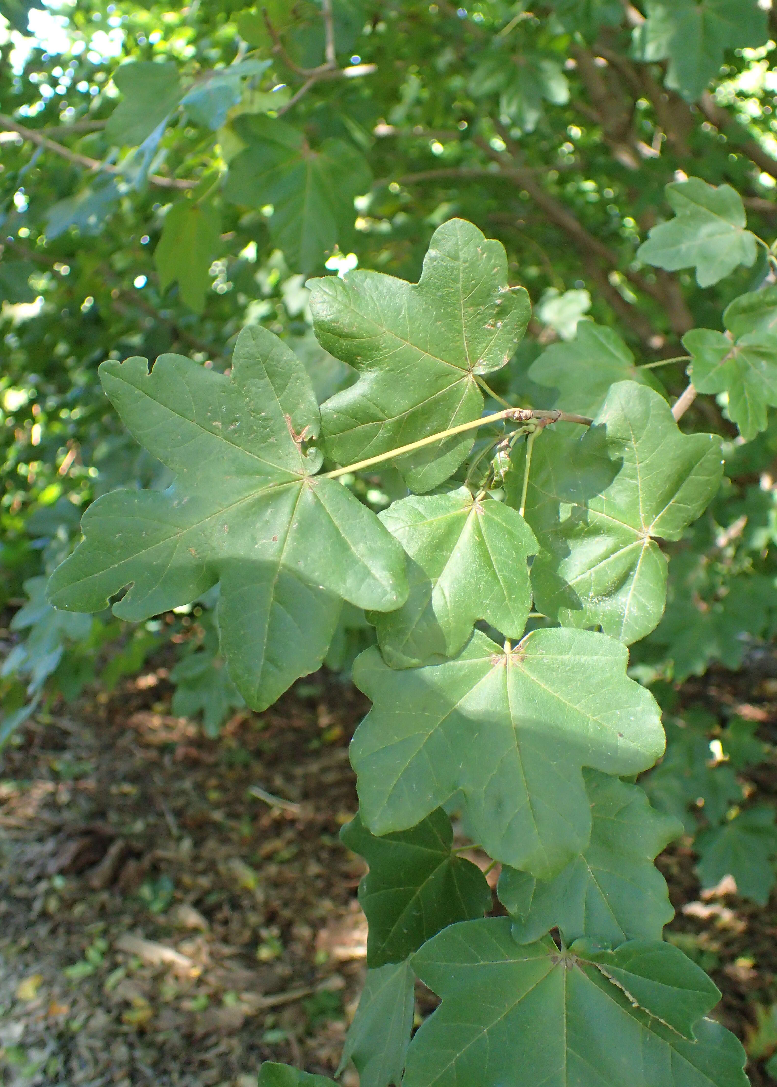 Image of Acer pilosum Maxim.