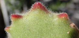 Image of Cotyledon tomentosa Harv.