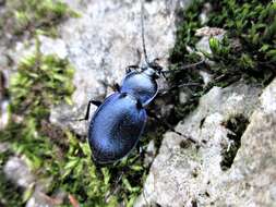 Image of Winstanley Ground Beetle