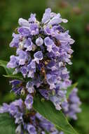 Nepeta subsessilis Maxim. resmi