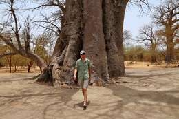Image of Baobab
