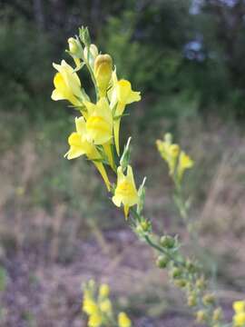 Imagem de Linaria genistifolia (L.) Mill.