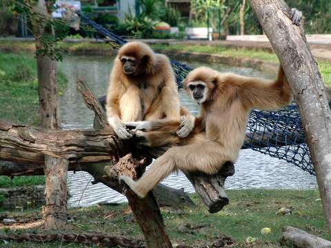 Image of White-handed Gibbon