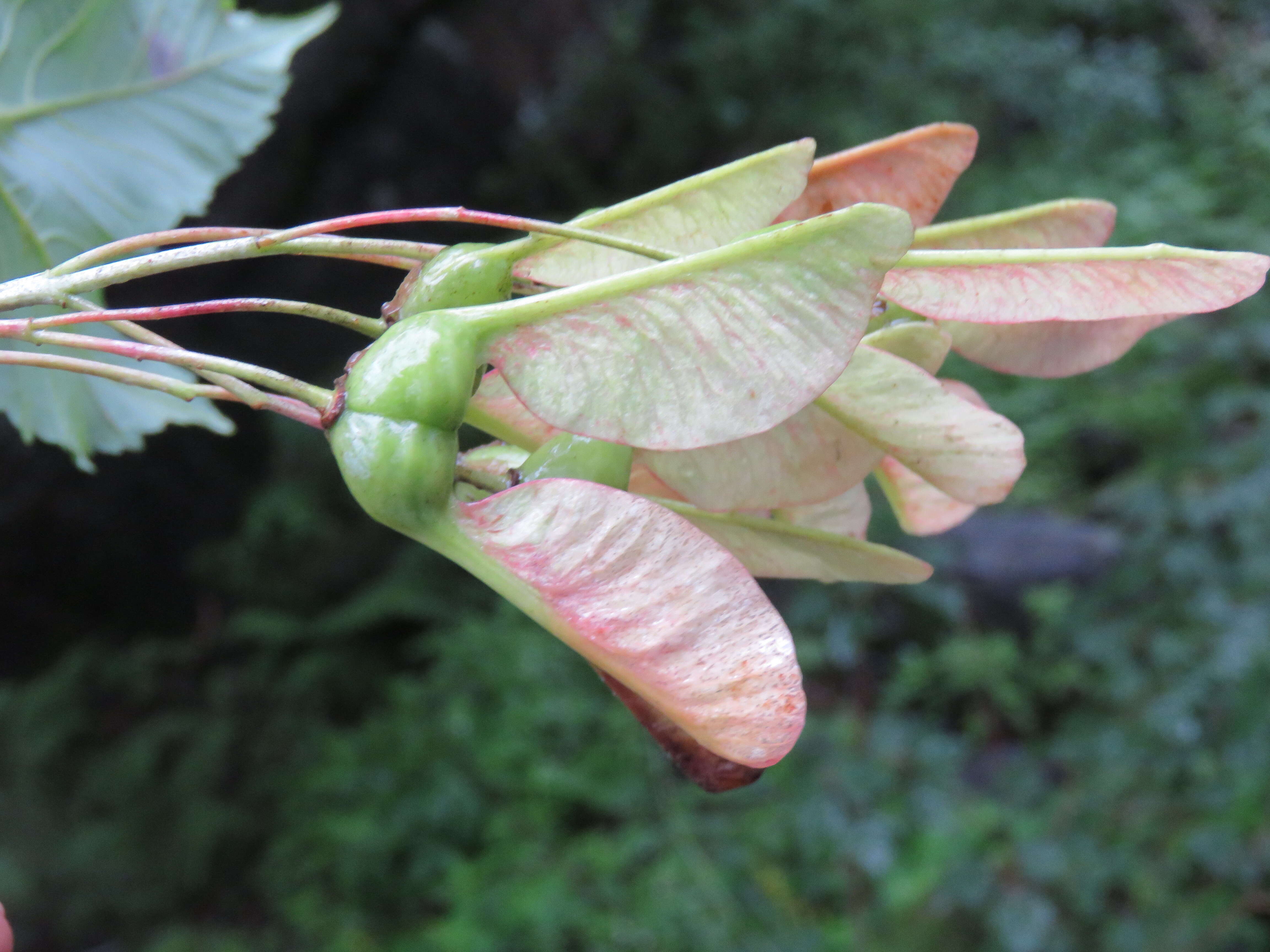 Слика од Acer acuminatum Wall. ex D. Don