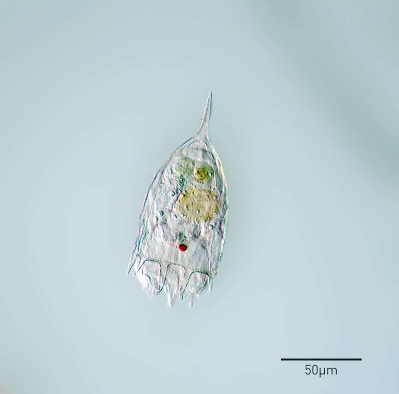 Image de Keratella cochlearis (Gosse 1851)