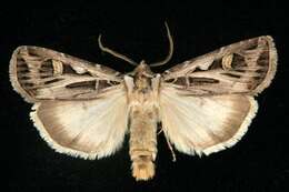 Image of Dingy Cutworm Moth