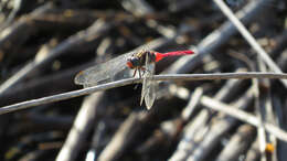 Слика од Orthetrum villosovittatum (Brauer 1868)