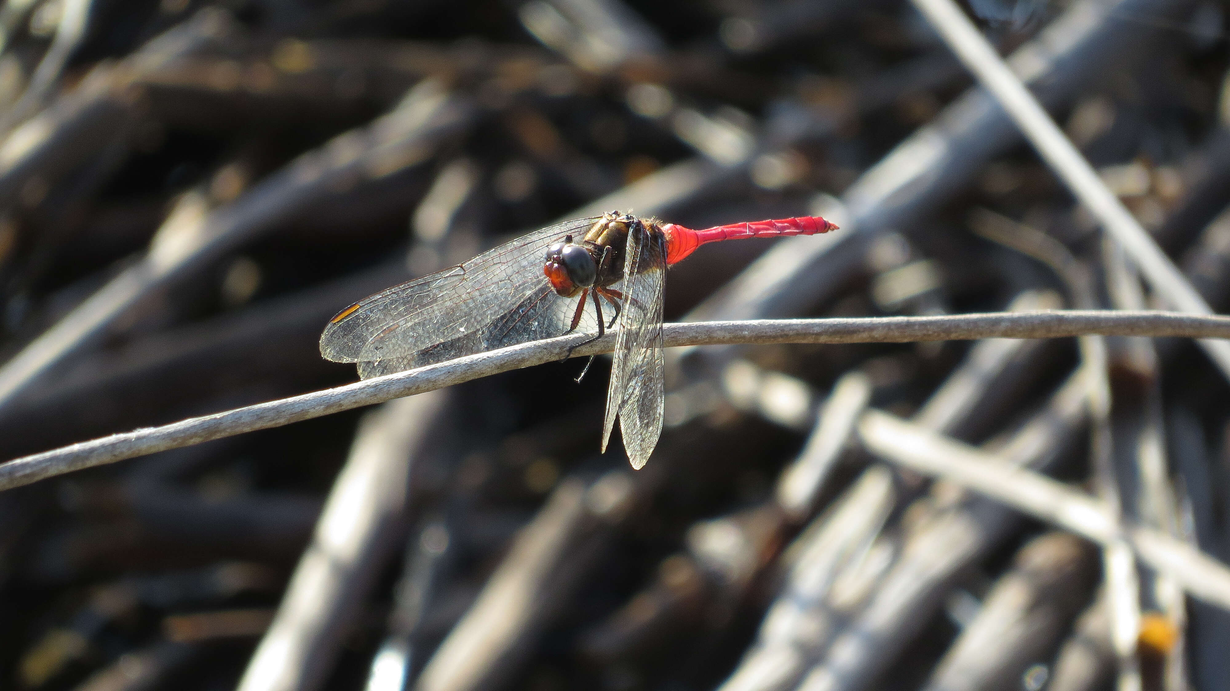 Слика од Orthetrum villosovittatum (Brauer 1868)