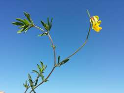 Image of Narrow-leaved Bird's-foot-trefoil