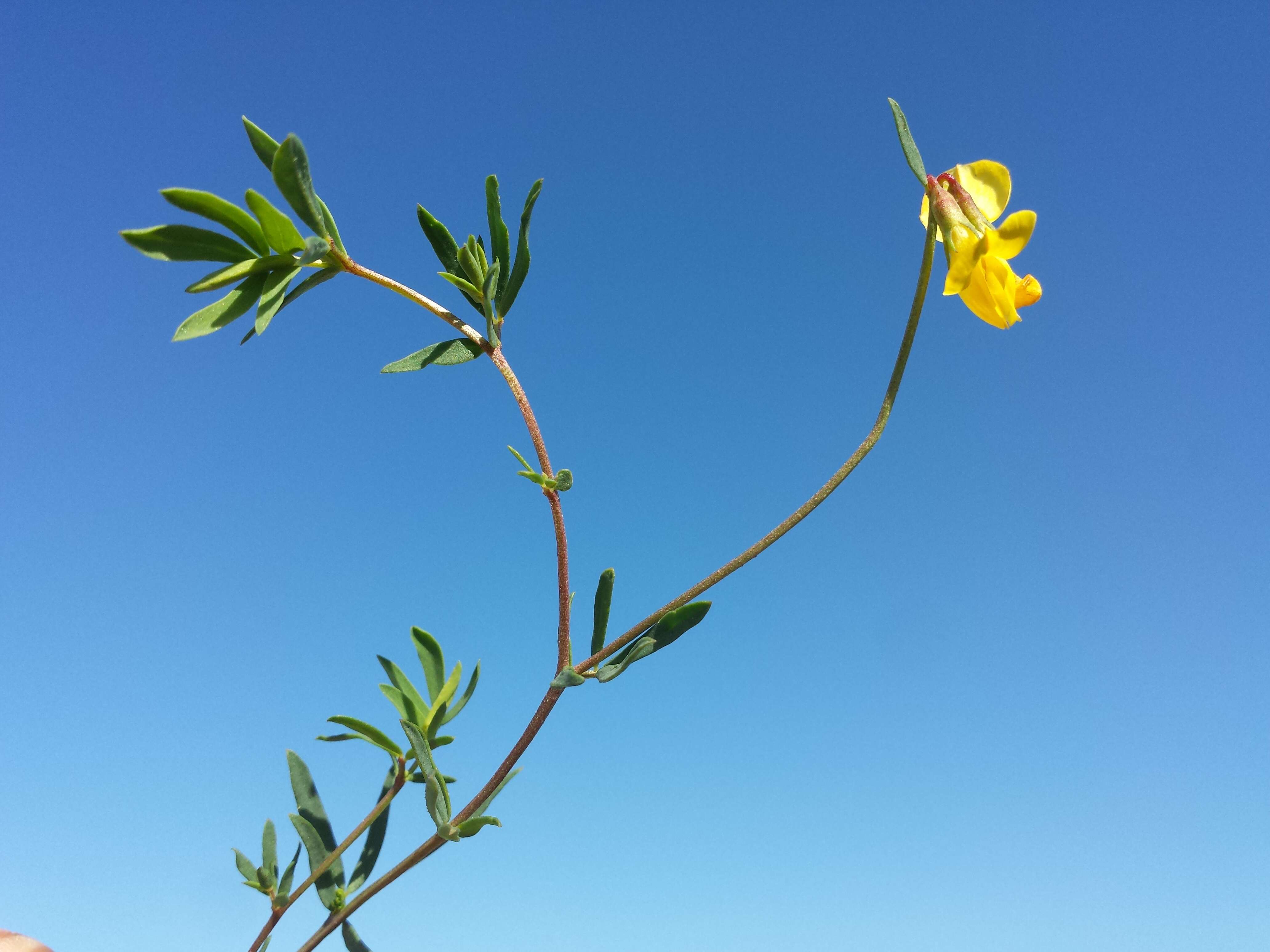 Image of Narrow-leaved Bird's-foot-trefoil