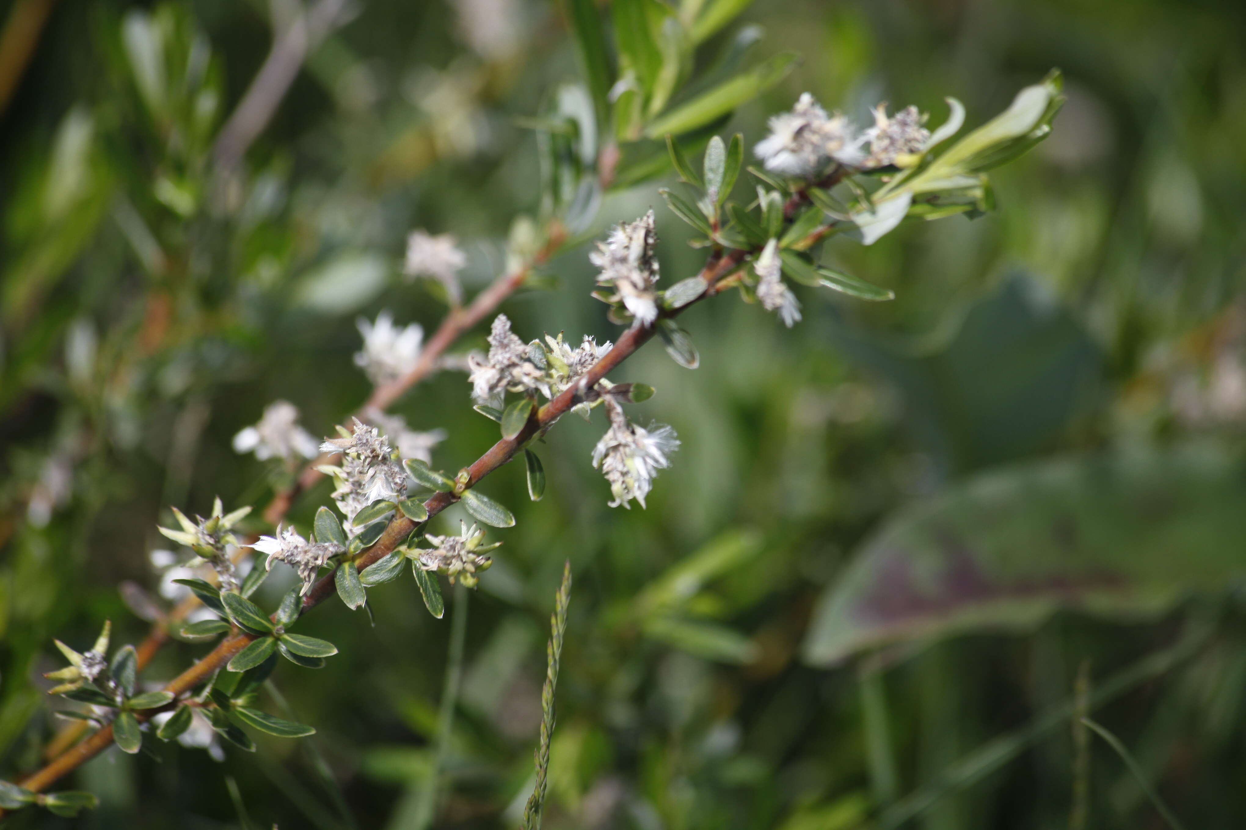 Image of creeping willow