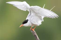 Image of Common Tern