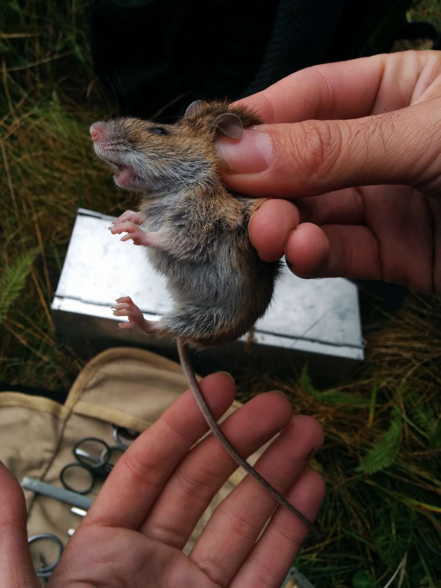 Image of Eurasian Field Mice