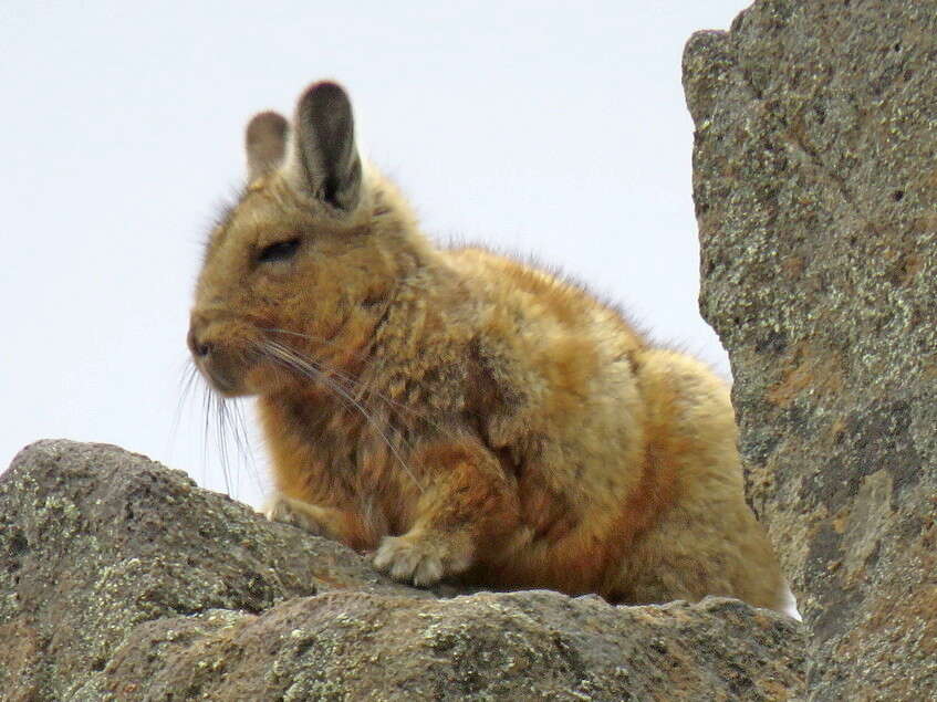 Image of Wolffsohn's viscacha