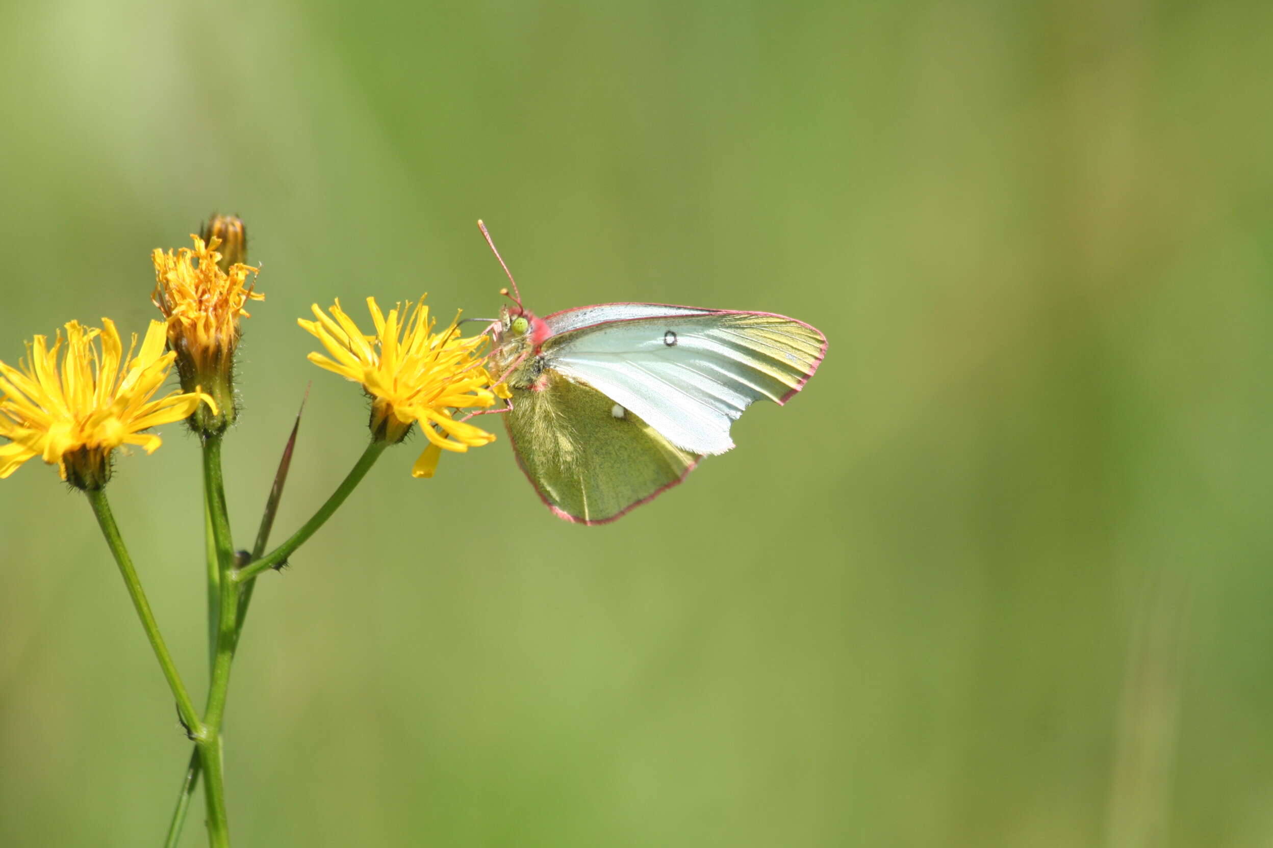 Image of Palaeno Sulphur