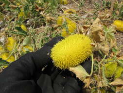 Image of Hedgehog cucumber