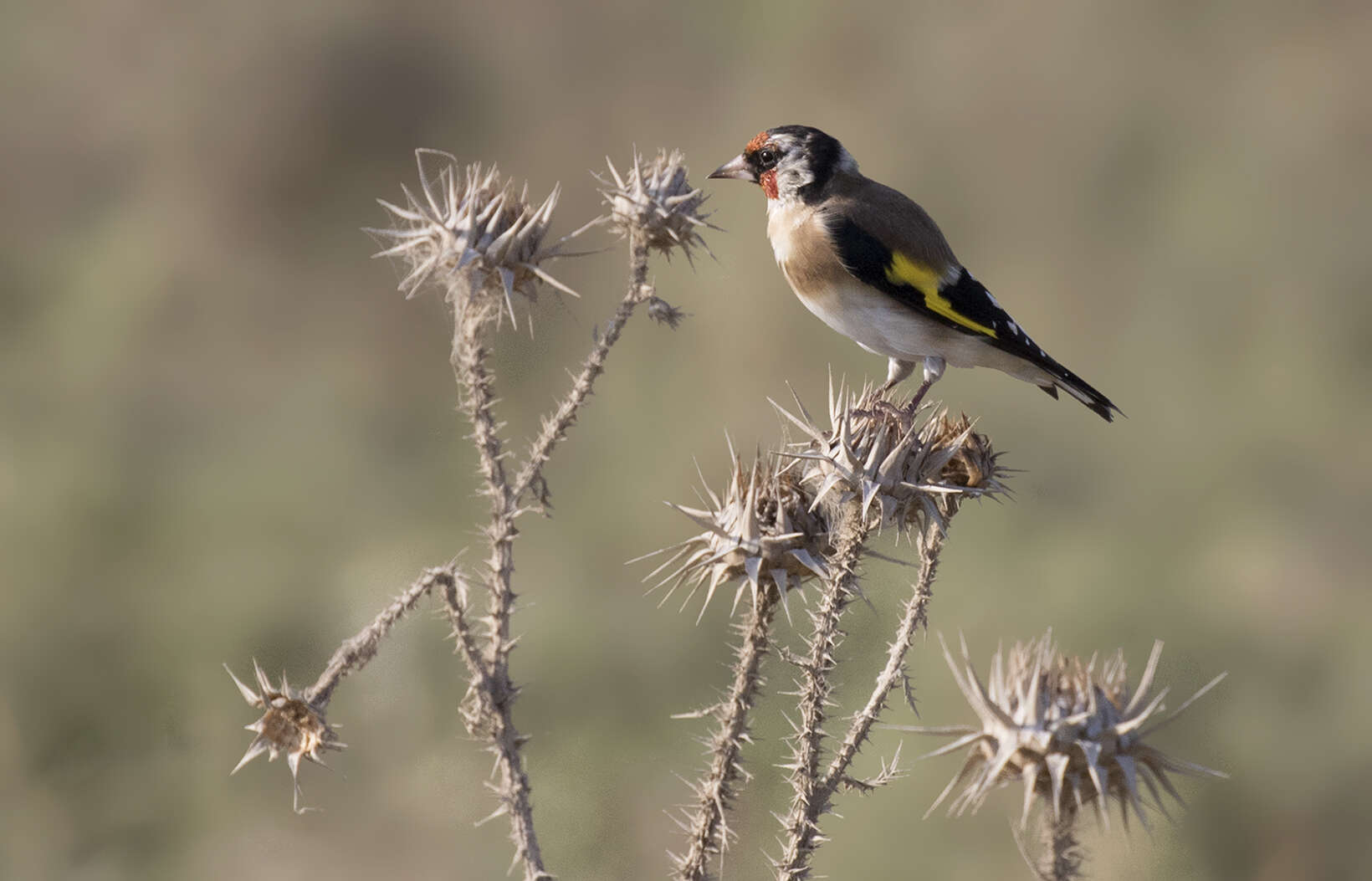 Image of European Goldfinch