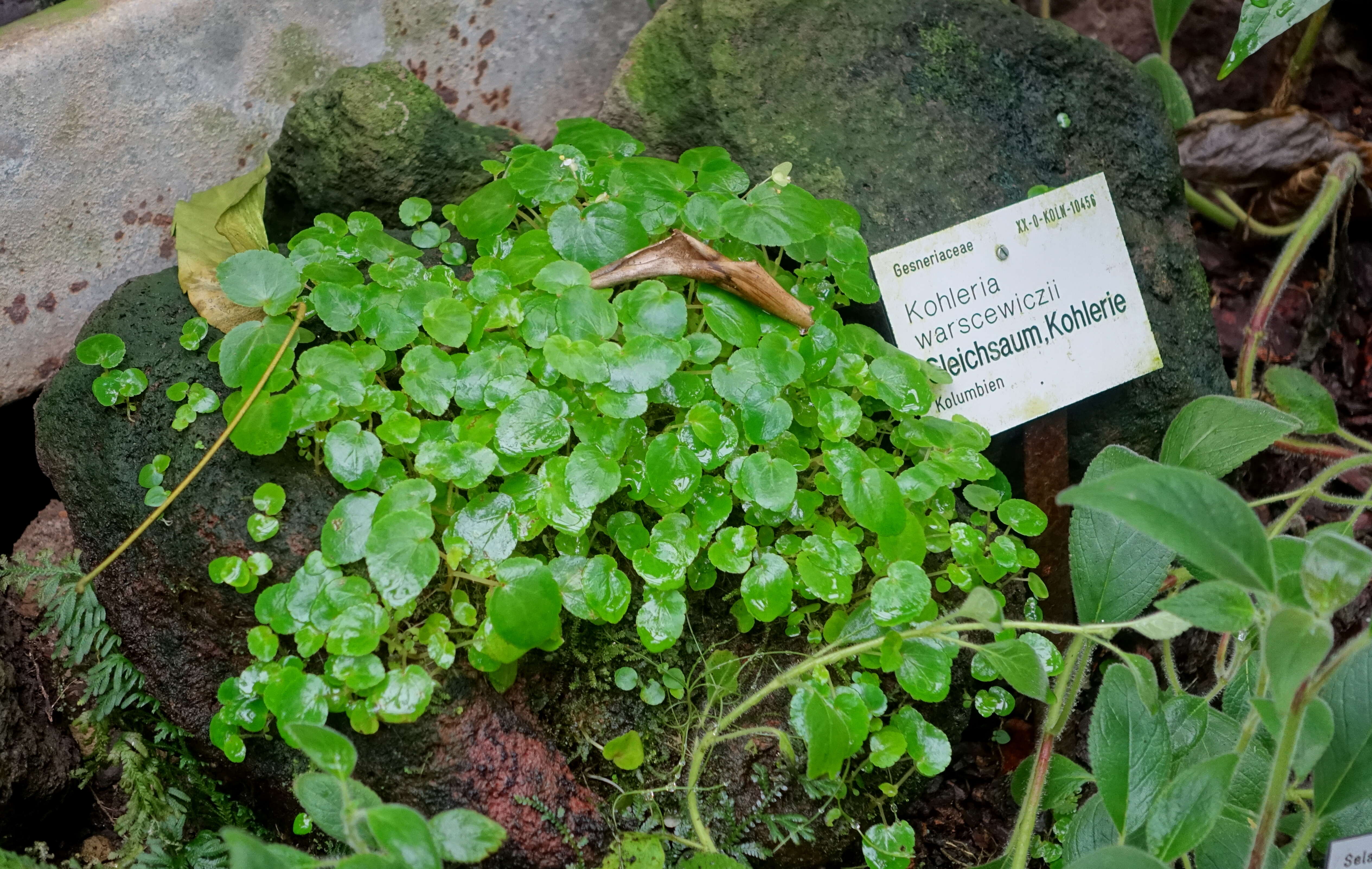 Image of Kohleria warszewiczii (Regel) Hanst.