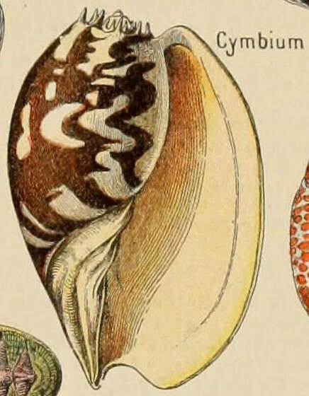 Image of Cymbiini H. Adams & A. Adams 1853