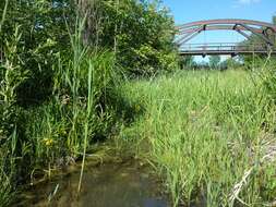 Image of Tufted Loosestrife