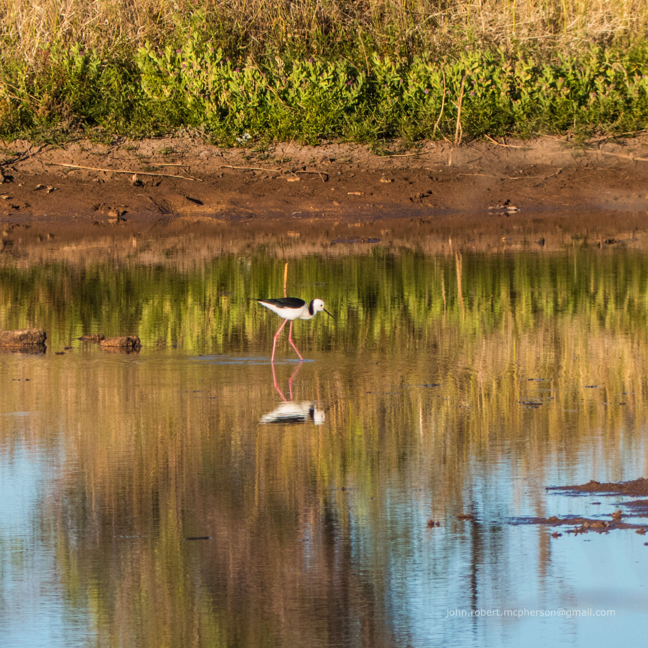 Image of Pied Stilt