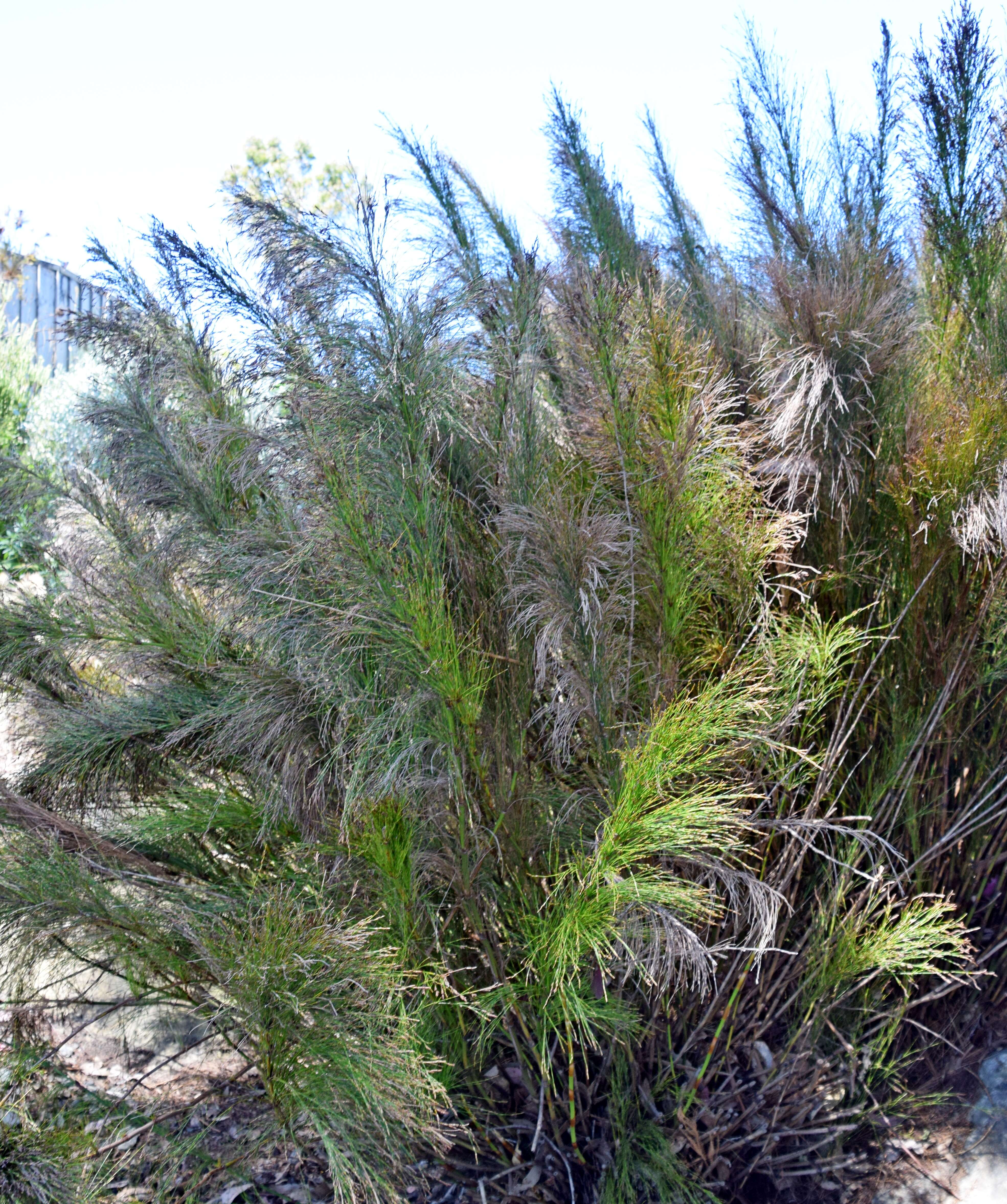 Image de Restio subverticillatus (Steud.) Mast.