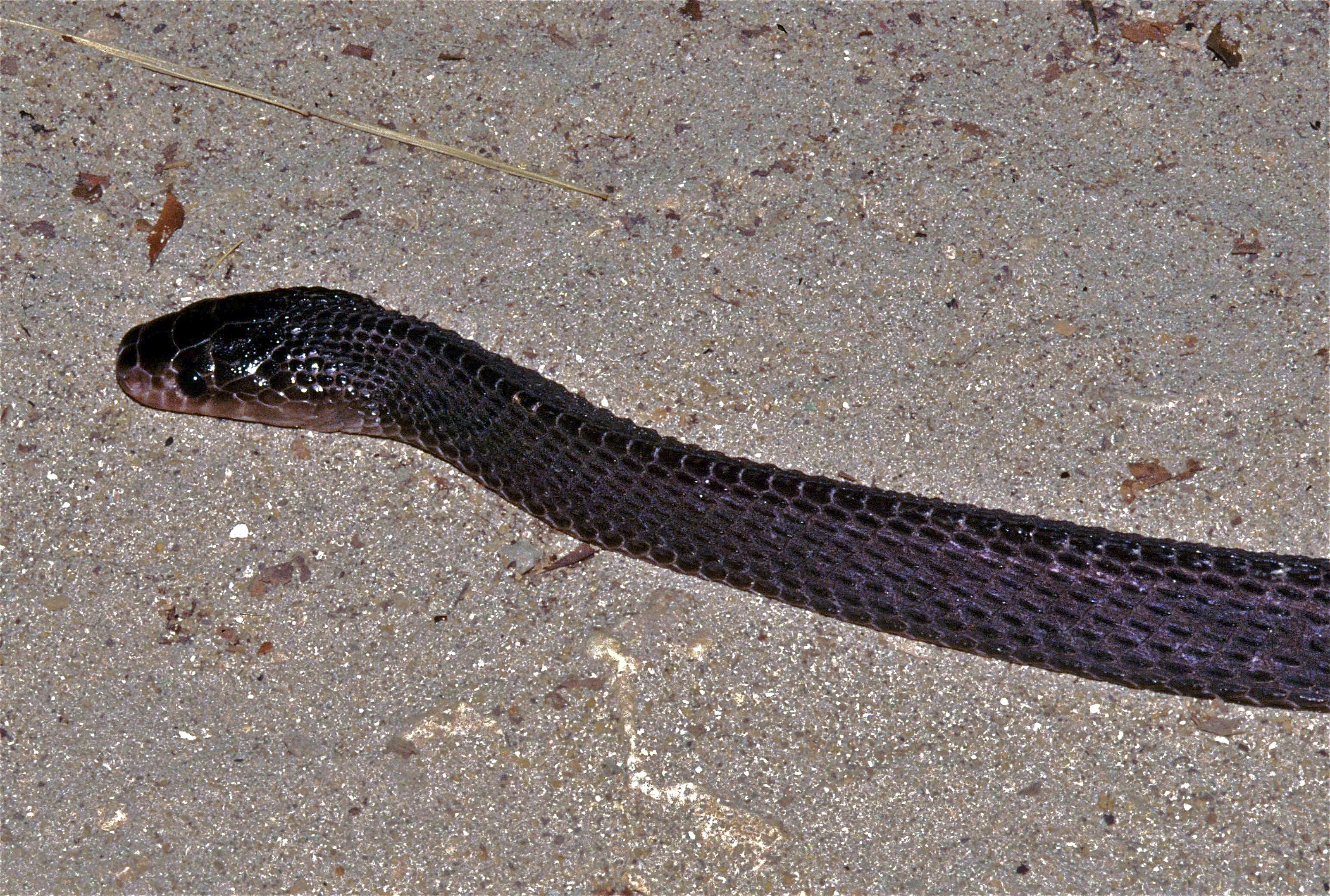 Image of Gonionotophis Boulenger 1893