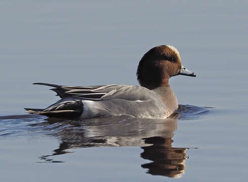 Image of Eurasian Wigeon