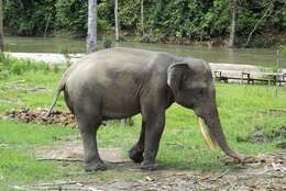 Image of Sumatran Elephant