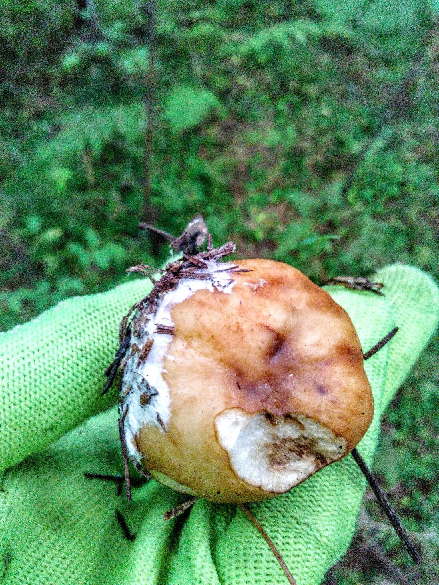 Image of Stinking Russula