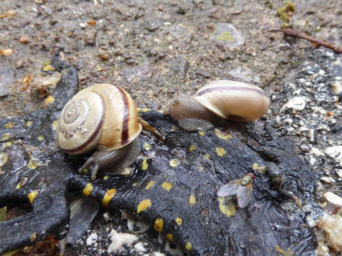 Image de Chilostoma cingulatum (Studer 1820)