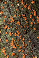 Image of Nectria cinnabarina (Tode) Fr. 1849