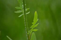 Imagem de Sisymbrium loeselii L.