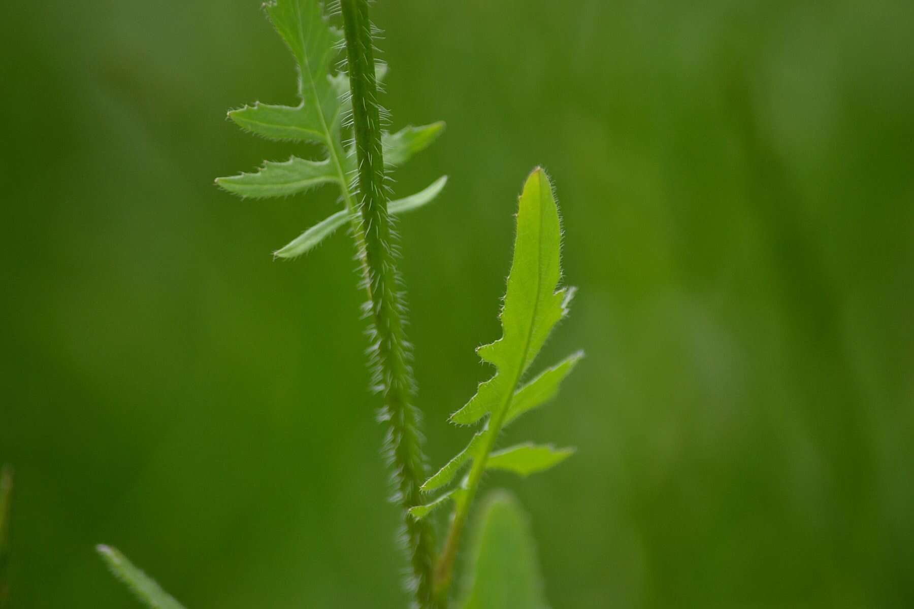 Imagem de Sisymbrium loeselii L.