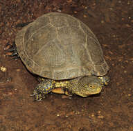 Image of European Pond Turtle