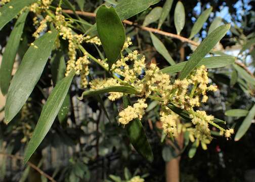 Imagem de Acacia longifolia (Andrews) Willd.