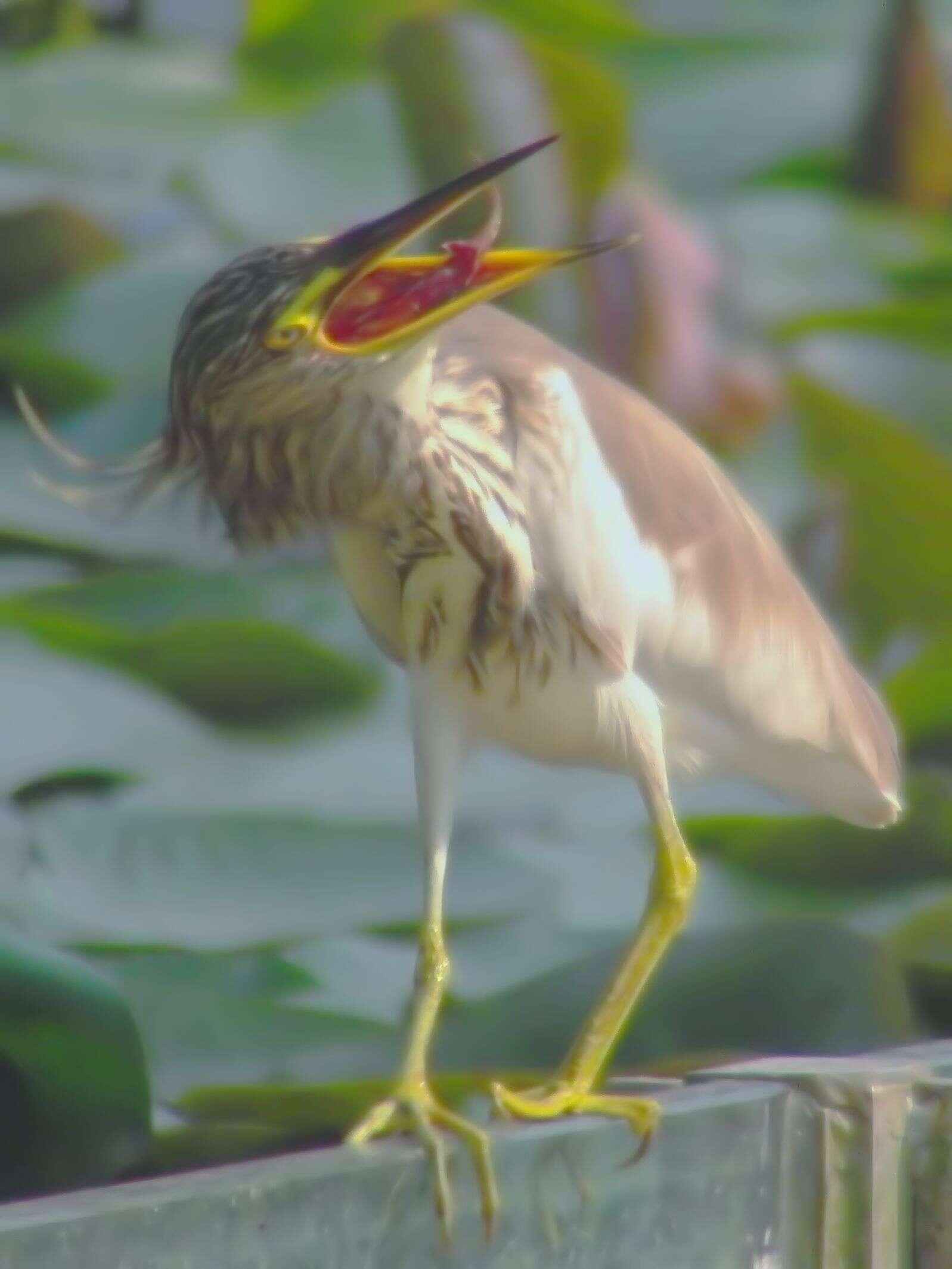 Image of Chinese Pond Heron