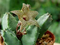 Imagem de Ceropegia thuretii (F. Cels) Bruyns