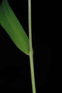 Image of whitegrass