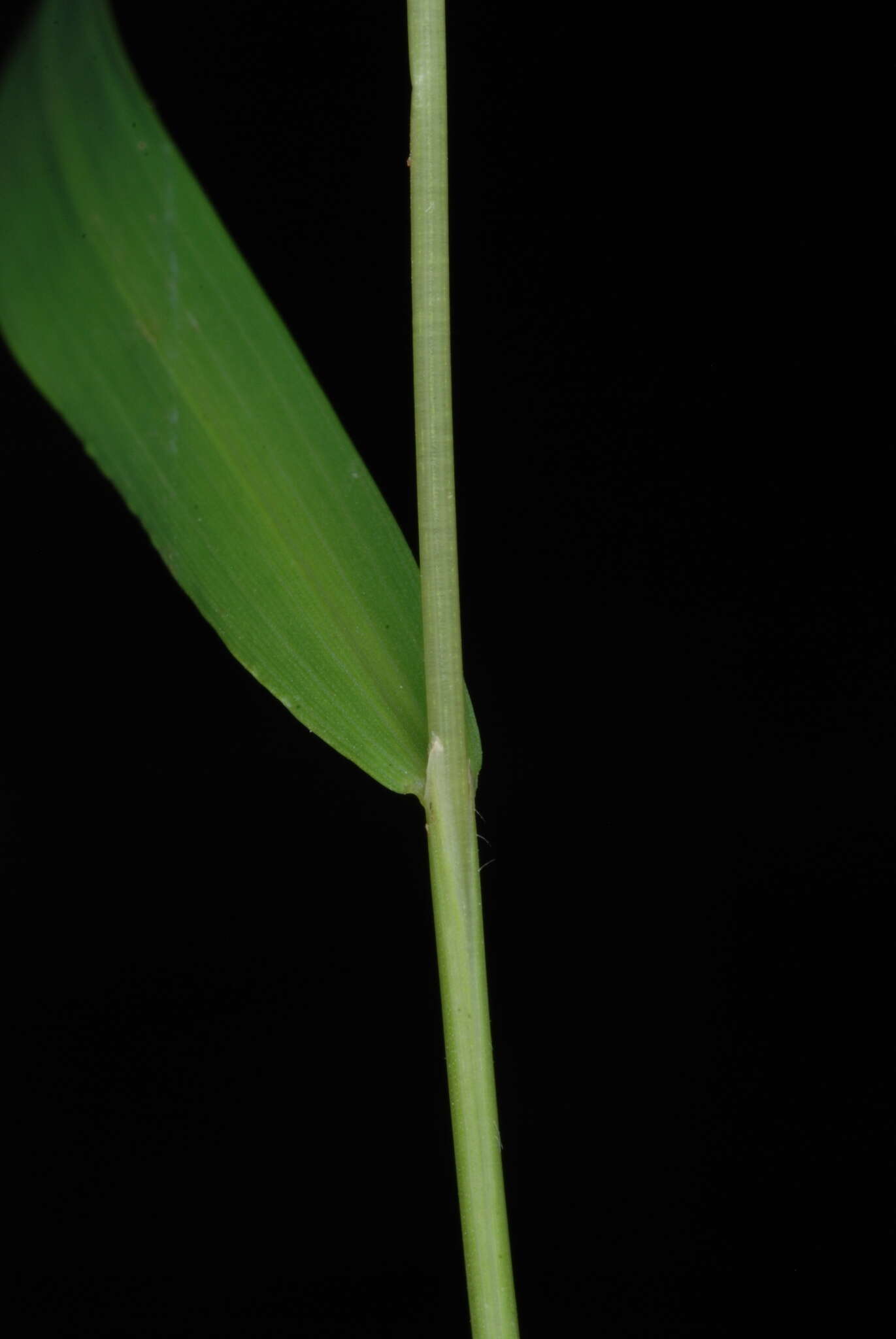 Image of whitegrass