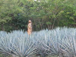 Image of tequila agave